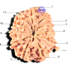 Load image into Gallery viewer, 11 Mukhi Nepalese Ganesha Rudraksha - Bead No. 411