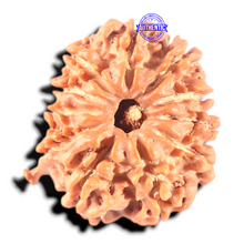 Load image into Gallery viewer, 11 Mukhi Nepalese Ganesha Rudraksha - Bead No. 411