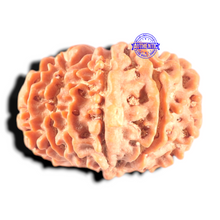 Load image into Gallery viewer, 11 Mukhi Nepalese Ganesha Rudraksha - Bead No. 411