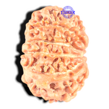 Load image into Gallery viewer, 11 Mukhi Nepalese Ganesha Rudraksha - Bead No. 411