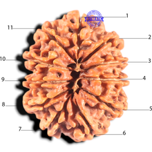 Load image into Gallery viewer, 11 Mukhi Nepalese Rudraksha - Bead No. 435