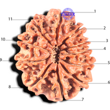 Load image into Gallery viewer, 11 Mukhi Nepalese Rudraksha - Bead No. 436