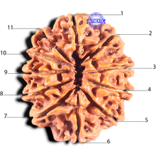 Load image into Gallery viewer, 11 Mukhi Nepalese Rudraksha - Bead No. 437