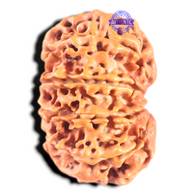 Load image into Gallery viewer, 11 Mukhi Nepalese Rudraksha - Bead No. 437