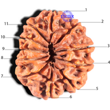 Load image into Gallery viewer, 11 Mukhi Nepalese Rudraksha - Bead No. 438