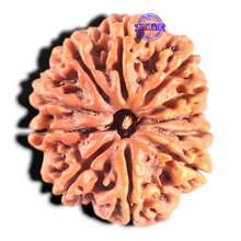 Load image into Gallery viewer, 11 Mukhi Nepalese Rudraksha - Bead No. 438