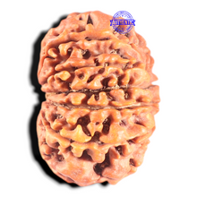 Load image into Gallery viewer, 11 Mukhi Nepalese Rudraksha - Bead No. 438