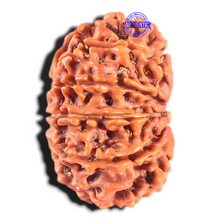 Load image into Gallery viewer, 11 Mukhi Nepalese Rudraksha - Bead No. 439