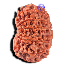 Load image into Gallery viewer, 11 Mukhi Nepalese Rudraksha - Bead No. 440