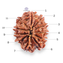 Load image into Gallery viewer, 11 Mukhi Nepalese Rudraksha - Bead No. 401