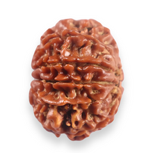 Load image into Gallery viewer, 11 Mukhi Nepalese Rudraksha - Bead No. 401