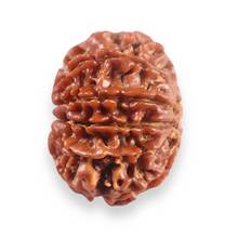 Load image into Gallery viewer, 11 Mukhi Nepalese Rudraksha - Bead No. 401