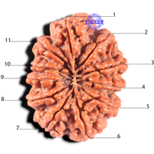 Load image into Gallery viewer, 11 Mukhi Nepalese Rudraksha - Bead No. 441