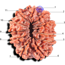Load image into Gallery viewer, 11 Mukhi Nepalese Rudraksha - Bead No. 442