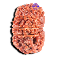 Load image into Gallery viewer, 11 Mukhi Nepalese Rudraksha - Bead No. 442