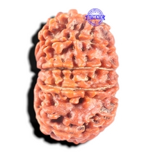 Load image into Gallery viewer, 11 Mukhi Nepalese Rudraksha - Bead No. 442
