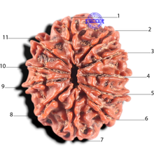 Load image into Gallery viewer, 11 Mukhi Nepalese Rudraksha - Bead No. 444