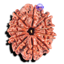 Load image into Gallery viewer, 11 Mukhi Nepalese Rudraksha - Bead No. 444