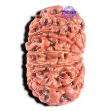 Load image into Gallery viewer, 11 Mukhi Nepalese Rudraksha - Bead No. 444
