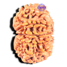 Load image into Gallery viewer, 11 Mukhi Nepalese Rudraksha - Bead No. 446