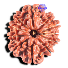 Load image into Gallery viewer, 11 Mukhi Nepalese Rudraksha - Bead No. 447