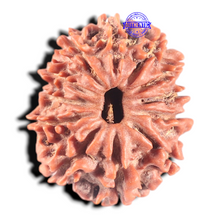 Load image into Gallery viewer, 11 Mukhi Nepalese Rudraksha - Bead No.449
