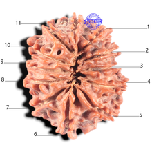 Load image into Gallery viewer, 11 Mukhi Nepalese Rudraksha - Bead No.449