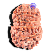 Load image into Gallery viewer, 11 Mukhi Nepalese Rudraksha - Bead No.449