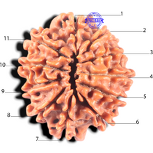 Load image into Gallery viewer, 11 Mukhi Nepalese Rudraksha - Bead No. 450