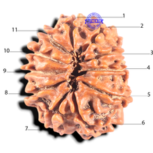 Load image into Gallery viewer, 11 Mukhi Nepalese Rudraksha - Bead No. 451