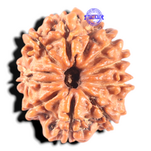 Load image into Gallery viewer, 11 Mukhi Nepalese Rudraksha - Bead No. 451