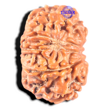Load image into Gallery viewer, 11 Mukhi Nepalese Rudraksha - Bead No. 451