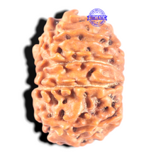 Load image into Gallery viewer, 11 Mukhi Nepalese Rudraksha - Bead No. 451