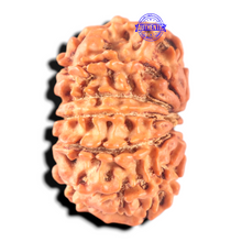 Load image into Gallery viewer, 11 Mukhi Nepalese Rudraksha - Bead No. 452