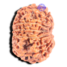 Load image into Gallery viewer, 11 Mukhi Nepalese Rudraksha - Bead No. 453
