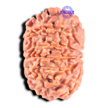 Load image into Gallery viewer, 11 Mukhi Nepalese Rudraksha - Bead No. 454
