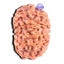 Load image into Gallery viewer, 11 Mukhi Nepalese Rudraksha - Bead No. 454