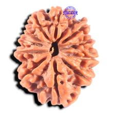 Load image into Gallery viewer, 11 Mukhi Nepalese Rudraksha - Bead No. 455