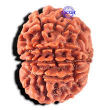 Load image into Gallery viewer, 11 Mukhi Nepalese Rudraksha - Bead No. 456