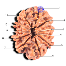 Load image into Gallery viewer, 11 Mukhi Nepalese Rudraksha - Bead No. 457