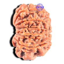 Load image into Gallery viewer, 11 Mukhi Nepalese Rudraksha - Bead No. 457
