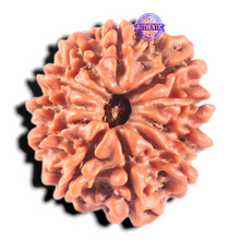 Load image into Gallery viewer, 11 Mukhi Nepalese Rudraksha - Bead No. 458