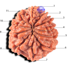 Load image into Gallery viewer, 11 Mukhi Nepalese Rudraksha - Bead No. 459