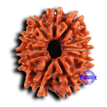 Load image into Gallery viewer, 11 Mukhi Nepalese Rudraksha - Bead No. 378