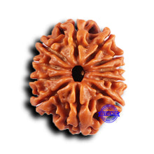 Load image into Gallery viewer, 11 Mukhi Nepalese Rudraksha - Bead No. 379