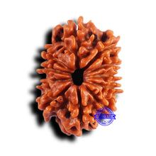 Load image into Gallery viewer, 11 Mukhi Nepalese Rudraksha - Bead No. 383