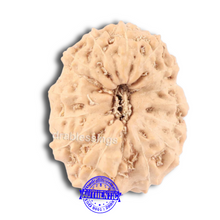 Load image into Gallery viewer, 14 mukhi Indonesian Rudraksha - Bead No. 127