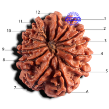 Load image into Gallery viewer, 12 Mukhi Nepalese Rudraksha - Bead No 402