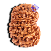 Load image into Gallery viewer, 12 Mukhi Nepalese Rudraksha - Bead No 404