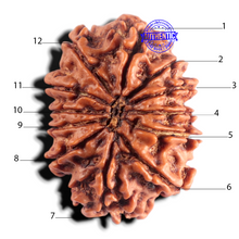 Load image into Gallery viewer, 12 Mukhi Nepalese Rudraksha - Bead No 405